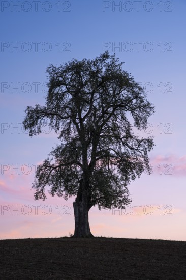 Single pear tree in front of evening sky. Small Odenwald, Baden-Württemberg, Germany