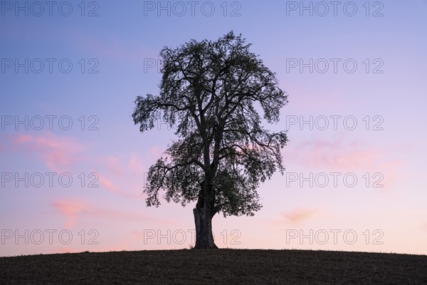 Single pear tree in front of evening sky. Small Odenwald, Baden-Württemberg, Germany