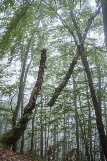 Forest, foggy weather. Broken tree. Small Odenwald, Rhine-Neckar district, Baden-Württemberg, Germany