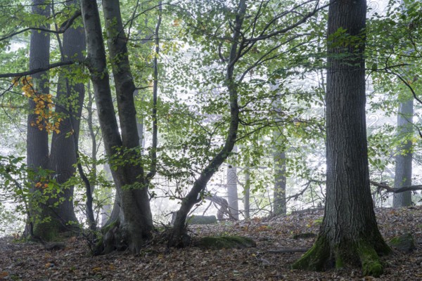 Forest, foggy weather. A small beech tree in the centre. Small Odenwald, Rhine-Neckar district, Baden-Württemberg, Germany