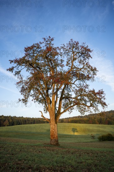 Landscape with pear tree. Tree with shade. In the morning. Small Odenwald, Rhine-Neckar district, Baden-Württemberg, Germany