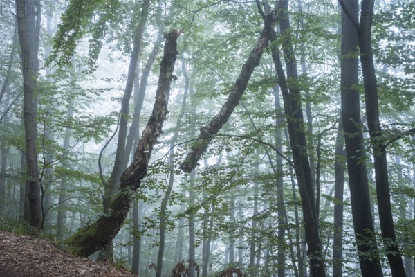 Forest, foggy weather. Broken tree. Small Odenwald, Rhine-Neckar district, Baden-Württemberg, Germany