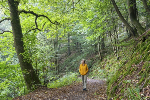 A woman goes for a walk in the forest. A chestnut tree on the left. Small Odenwald, Rhine-Neckar district, Baden-Württemberg, Germany