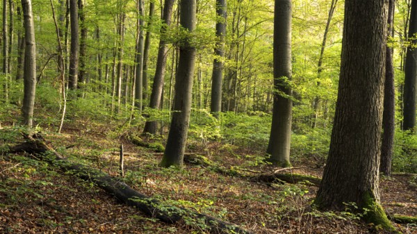 Forest with many beech trees, sunny weather. Hollmuth, Neckargemünd, Kleiner Odenwald, Baden-Württemberg, Germany