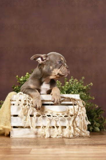 Isabella tan French Bulldog puppy in box with boho decor in front of brown background