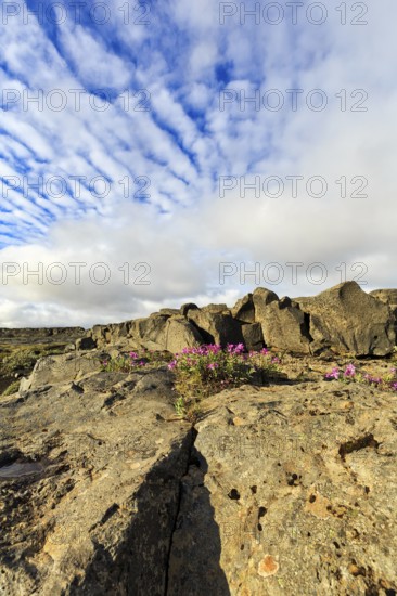 Barren volcanic landscape in summer, flowers between boulders, Cumulus, Jökulsargljufur National Park, North Iceland, Iceland