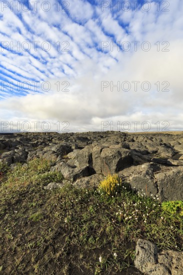 Barren volcanic landscape in summer, flowers between boulders, Cumulus, Jökulsárgljúfur National Park, North Iceland, Iceland