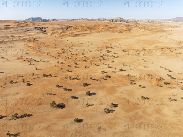 Sand dunes, camelthorn trees (Vachellia erioloba) and isolated mountain ridges in the Tsondab Valley in the Namib Desert. Aerial view. Drone shot. Namibia