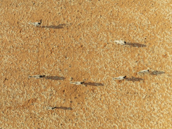 Gemsbok (Oryx gazella). Roaming an arid plain at the edge of the Namib Desert. Aerial view. Drone shot. Namibia