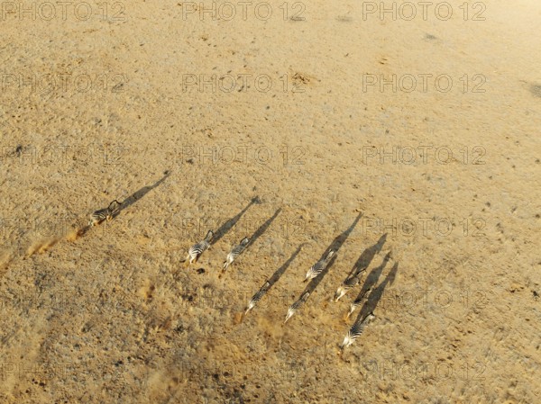 Hartmann's Mountain Zebra (Equus zebra hartmannae). Roaming an arid plain at the edge of the Namib Desert. Aerial view. Drone shot. Namibia