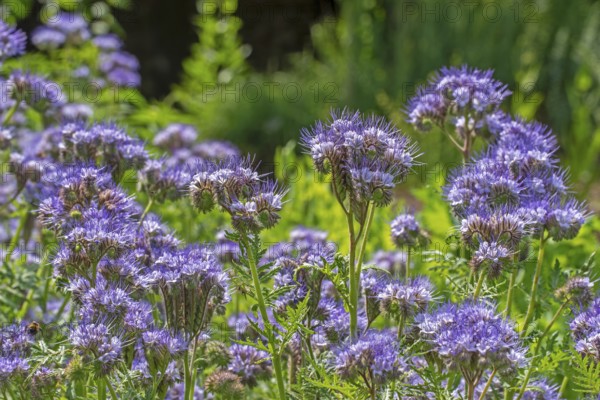 Lacy phacelia, tansy-leaf phacelia, blue tansy, purple tansy (Phacelia tanacetifolia), insectary bee plant in garden, native to the US and Mexico