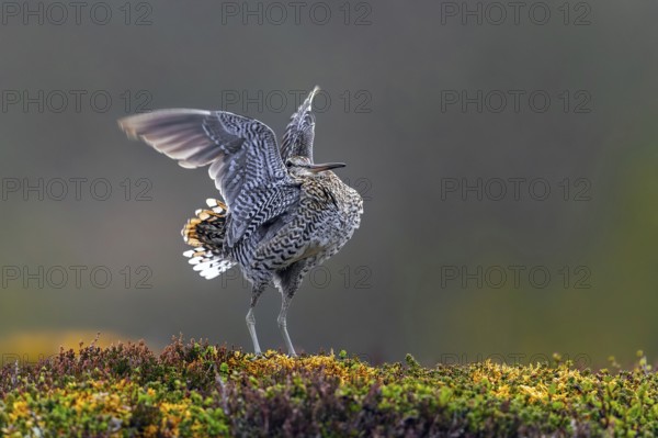 Great snipe (Gallinago media) male flapping wings during courtship display at lek at dusk on tundra breeding ground in spring, Sweden, Scandinavia