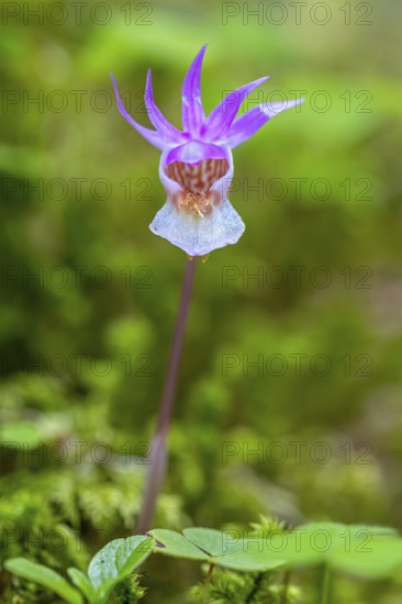 Calypso orchid, fairy slipper, Venus's slipper (Calypso bulbosa, Cypripedium bulbosum) in flower in forest, Sweden, Scandinavia