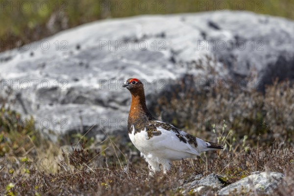 Willow ptarmigan, willow grouse (Lagopus lagopus, Lagopus albus) male, cock in summer plumage on the tundra in June, Sweden, Scandinavia