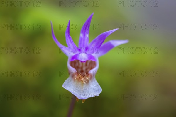 Calypso orchid, fairy slipper, Venus's slipper (Calypso bulbosa, Cypripedium bulbosum) in flower in forest, Sweden, Scandinavia