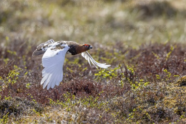 Willow ptarmigan, willow grouse (Lagopus lagopus, Lagopus albus) male, cock in summer plumage flying over the tundra in June, Sweden, Scandinavia