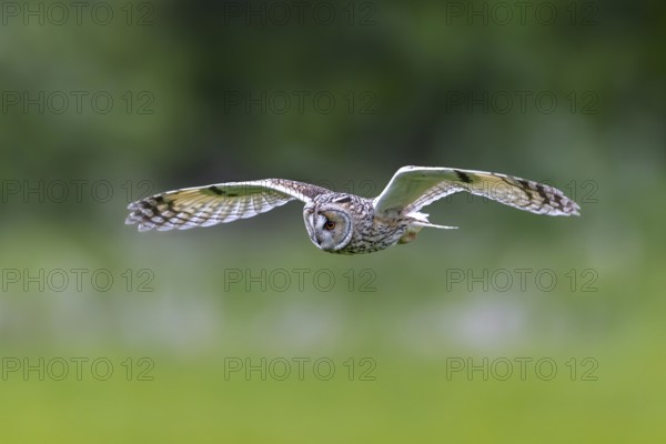 Long-eared owl (Asio otus) in flight over grassland at forest edge, hunting for rodents like mice and voles