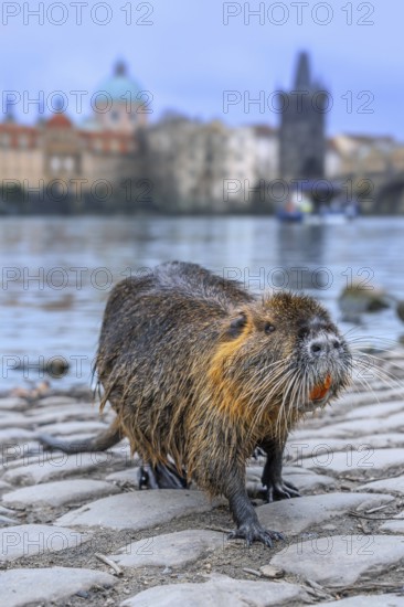 Coypu, nutria (Myocastor coypus) posing on quay along the Vltava river in the city Prague, Czech Republic