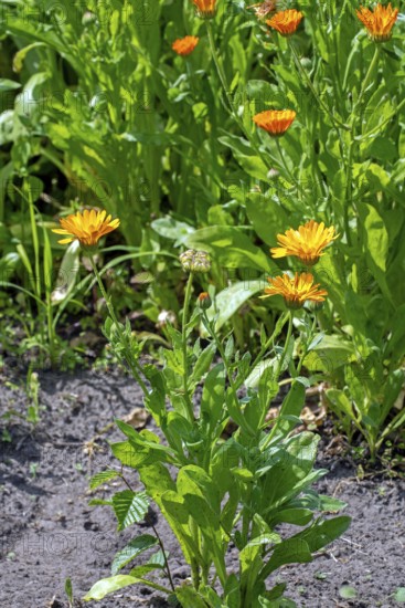 Mary's gold, common marigold, pot marigold, Scotch marigold, ruddles (Calendula officinalis, Calendula aurantiaca) in flower in garden