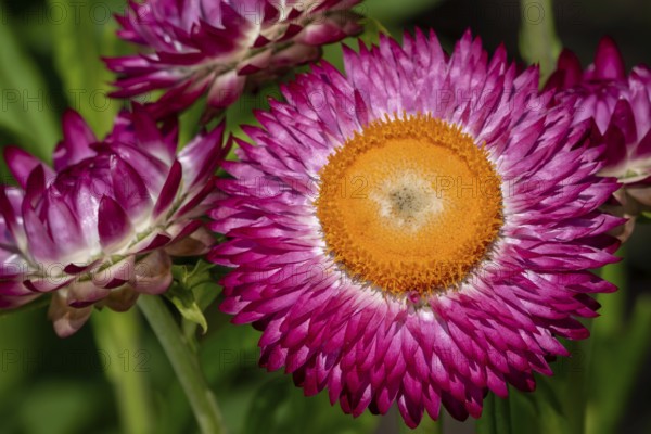 Colourful golden everlasting flowers, strawflowers (Xerochrysum bracteatum, Bracteantha bracteata) cultivars in flower garden