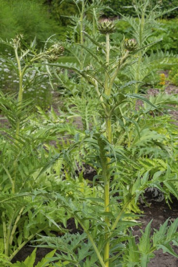 Cardoon, artichoke thistle (Cynara cardunculus, Carduus cardunculus) in herb garden in early summer