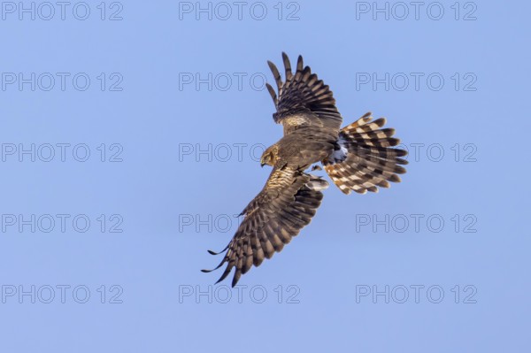 Montagu's harrier (Circus pygargus) adult female flying with damaged wing, tertials missing