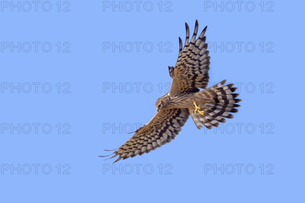 Montagu's harrier (Circus pygargus) adult female with caught bush cricket prey in its talons flying against blue sky