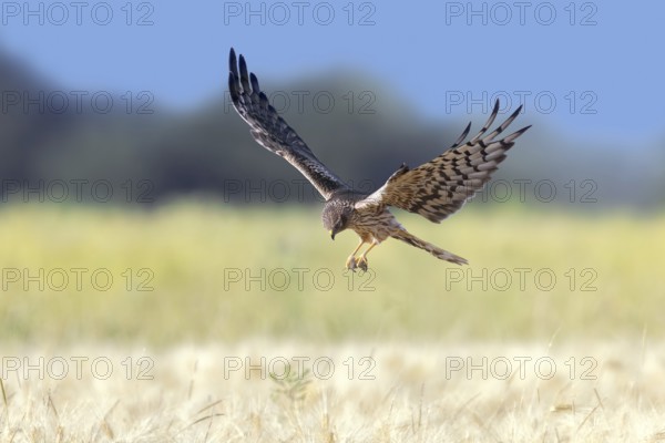 Montagu's harrier (Circus pygargus) adult female with caught mouse prey in its talons flying over wheat field, cornfield