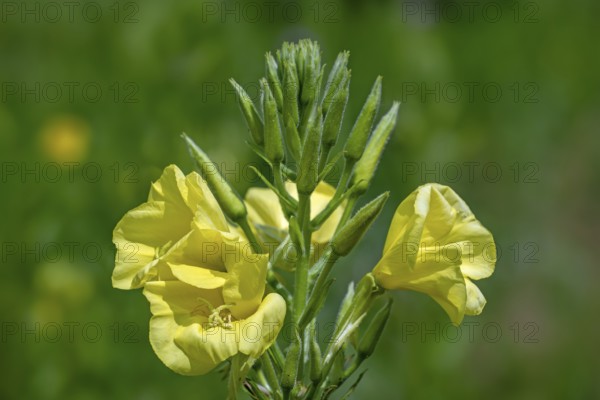 Common evening-primrose, sundrop, German rampion, hog weed (Oenothera biennis, Brunyera biennis) in flower
