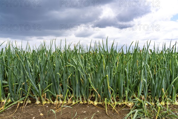 Agriculture, field with onions, shortly in front of harvest, near Nettetal, on the Lower Rhine, North Rhine-Westphalia, Germany