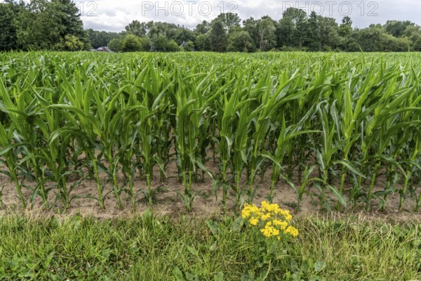 Agriculture, field with maize, still growing, near Nettetal, on the Lower Rhine, North Rhine-Westphalia, Germany
