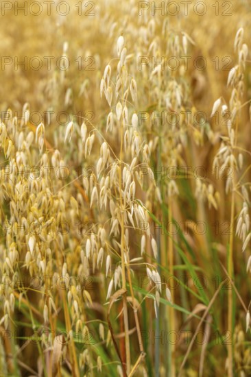 Agriculture, field with grain, oats, shortly in front of harvest, near Nettetal, on the Lower Rhine, North Rhine-Westphalia, Germany