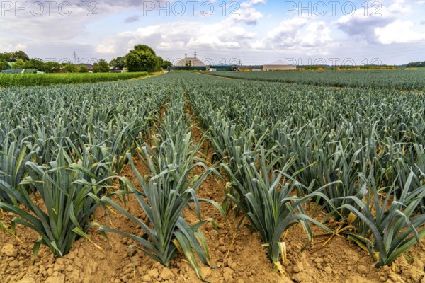 Agriculture, field with leeks, leek, shortly in front of harvest, near Nettetal, on the Lower Rhine, North Rhine-Westphalia, Germany
