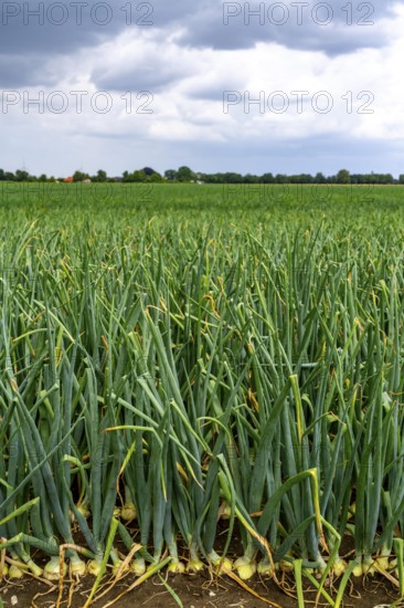 Agriculture, field with onions, shortly in front of harvest, near Nettetal, on the Lower Rhine, North Rhine-Westphalia, Germany