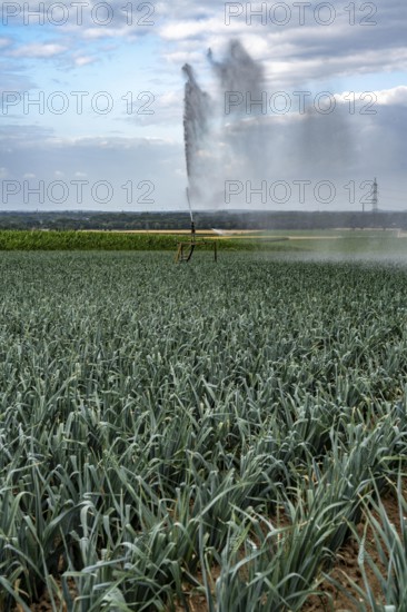 Agriculture, artificial irrigation of a field, sprinkler system, leek, leek, east of Nettetal, on the Lower Rhine, North Rhine-Westphalia, Germany