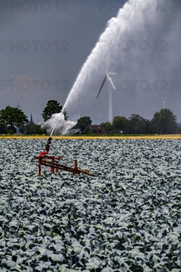 Agriculture, artificial irrigation of a field, irrigation system, cabbage cultivation, red cabbage, near Kempen on the Lower Rhine, North Rhine-Westphalia, Germany