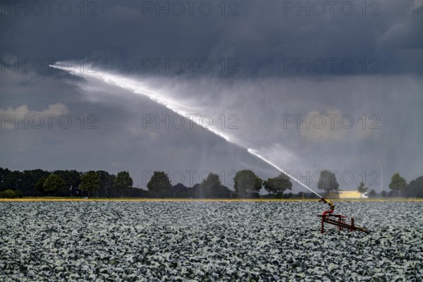 Agriculture, artificial irrigation of a field, irrigation system, cabbage cultivation, red cabbage, near Kempen on the Lower Rhine, North Rhine-Westphalia, Germany