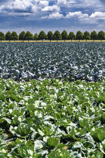 Agriculture, fields, cabbage cultivation, red cabbage and white cabbage, near Kempen on the Lower Rhine, North Rhine-Westphalia, Germany