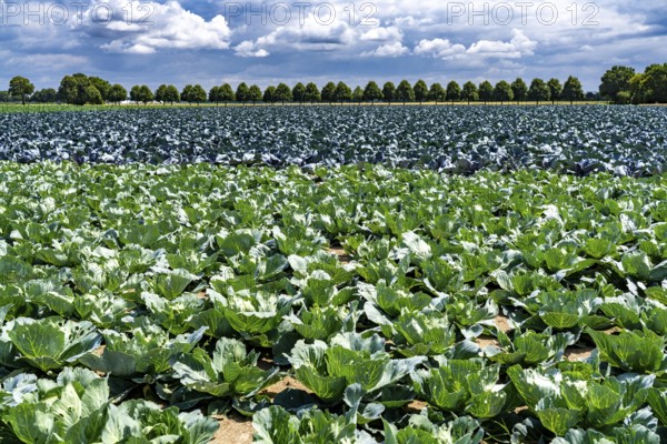 Agriculture, fields, cabbage cultivation, red cabbage and white cabbage, near Kempen on the Lower Rhine, North Rhine-Westphalia, Germany