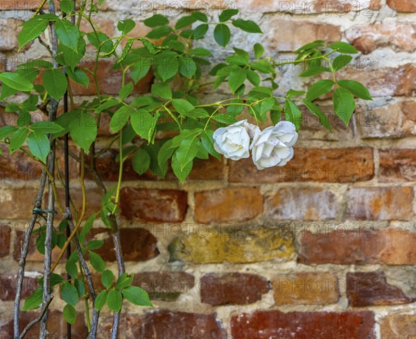 Decorative courtyard area in the Palais am Stadhaus, Potsdam, Brandenburg, Germany