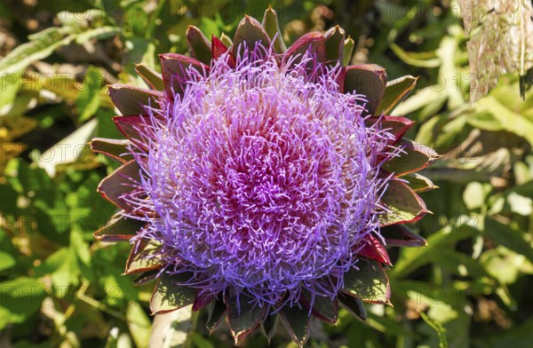 Artichoke, vegetable cultivation, on Isola di Mazzorbo, Venice, Veneto, Italy