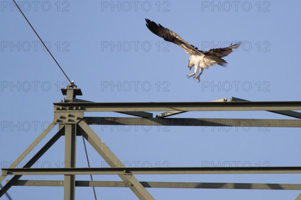 Osprey (Pandion haliaetus) landing on a power pole, Mecklenburg-Western Pomerania, Müritz region, Germany