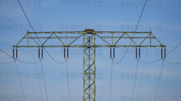 An osprey nest on a power pole, Mecklenburg-Western Pomerania, Müritz region, Germany