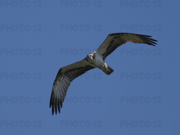 An osprey in flight (Pandion haliaetus), Mecklenburg-Western Pomerania, Müritz region, Germany