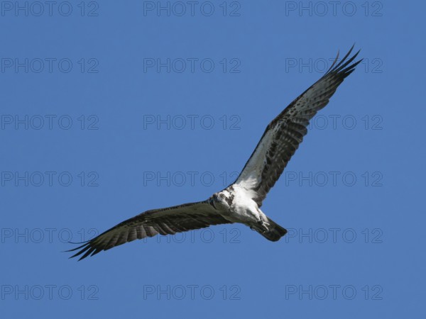 An osprey (Pandion haliaetus) in flight, Mecklenburg-Western Pomerania, Müritz region, Germany