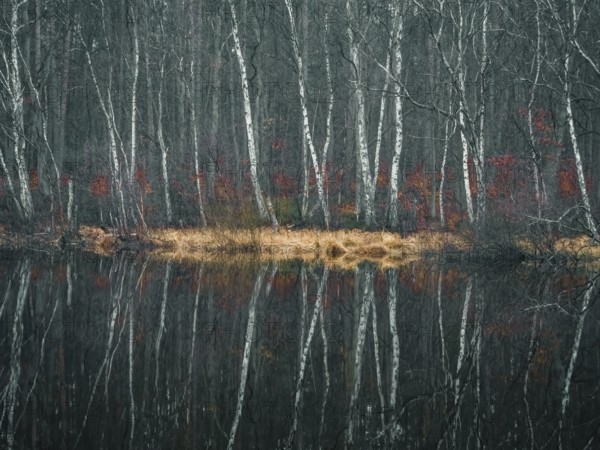 A birch forest reflected in a water surface, Mecklenburg-Vorpommern, Germany