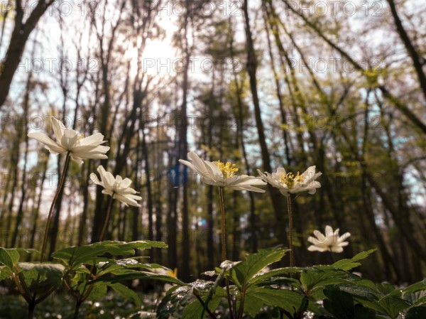 Wood anemone (Anemone nemorosa) against the light, Mecklenburg-Vorpommern, Germany