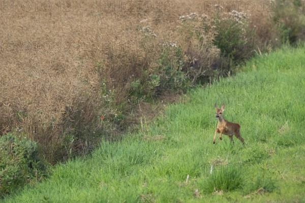 Fawn (Capreolus capreolus) at the edge of a field, Mecklenburg-Western Pomerania, Müritz region, Germany