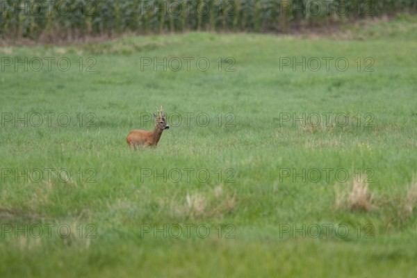 Roebuck (Capreolus capreolus), Mecklenburg-Western Pomerania, Müritz region, Germany