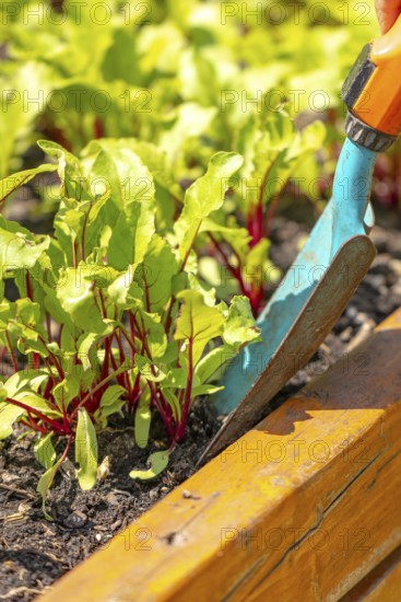 Young beetroot plants in the bed with a small blue shovel